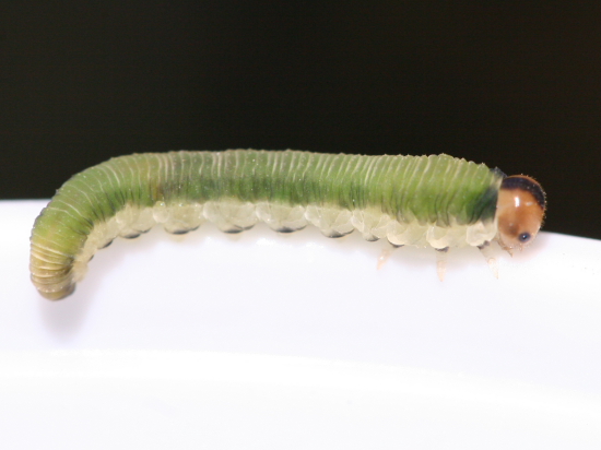 Larva di Tenthredinidae